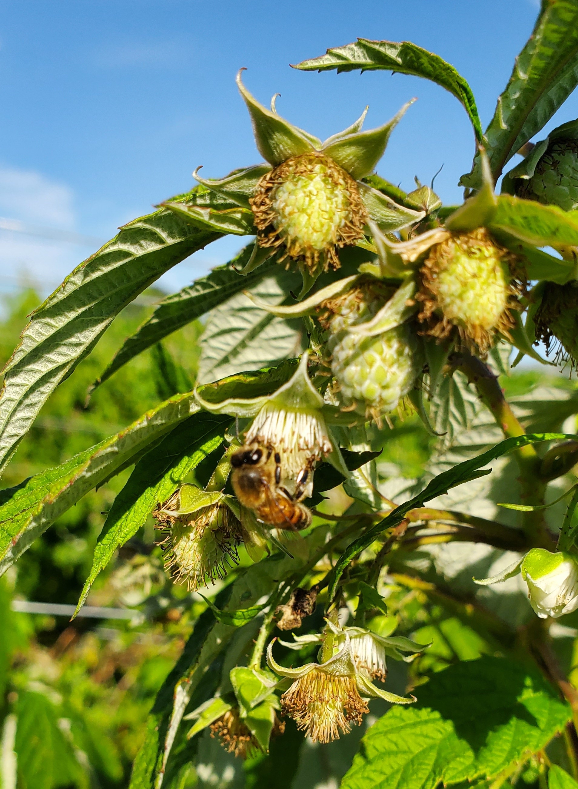 Raspberry bloom